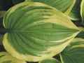 Funkia - HOSTA EMILY DICKINSON