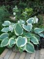 Funkia - HOSTA AMERICAN HALLO