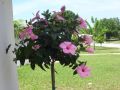 Hibiskus WOODBRIDGE szczepiony