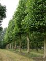 Platan KLONOLISTNY