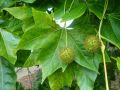 Platan KLONOLISTNY