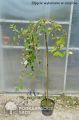 Wierzba IWA - Pendula