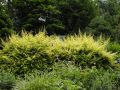 Suchodrzew AUREA