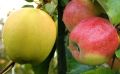 Jabłoń DUO - GOLDEN DELICIOUS i JONAGOLD