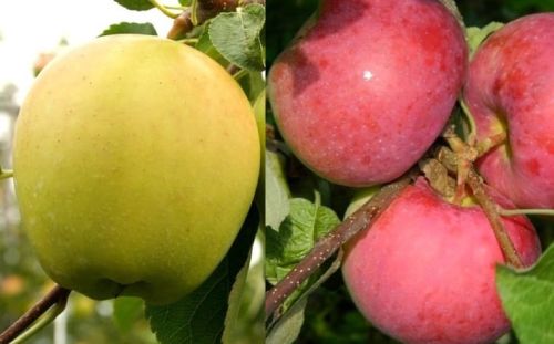 Jabloň DUO - GENEVA EARLY i GOLDEN DELICIOUS