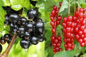 Čierne ríbezle TITANIA a červené ríbezle DETVAN DUO