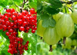 Biely egreš TRIUMF a ríbezle DETVAN DUO