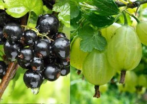 Egreš TRIUMF BIELY a čierne ríbezle TITANIA DUO