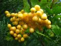 Kalina koralowa XANTHOCARPUM