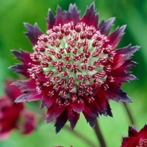Klematis Moulin Rouge