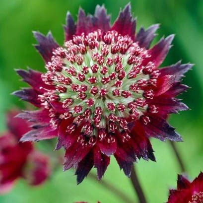 Klematis Moulin Rouge