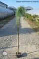 Modrzew Japoński STIFF WEEPER 160 cm
