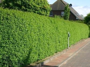 Ligustrum vulgaris 120 cm