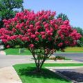 Lagerstroemia indyjska RED FILLI