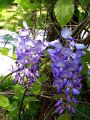 Wisteria CAROLINE