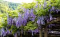 Wisteria CAROLINE