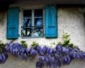 Wisteria CAROLINE