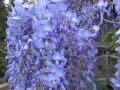 Wisteria CAROLINE