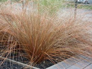 Cyperus Buchananianus