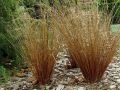 Turzyca Buchanana