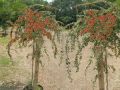 Irga dammera MAJOR
