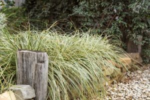 Cyperus FEATHER FALLS