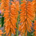 Trytoma groniasta POCO ORANGE