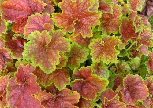 Heuchera MIRACLE