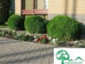 Thuja LITTLE GIANT
