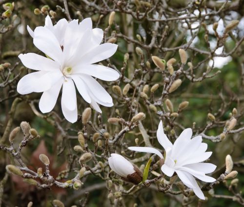 Magnólia hviezdolistá Stellata