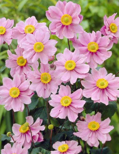 Anemóna japonská PINK SAUCER