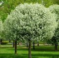 Wiśnia kulista UMBRACULIFERA