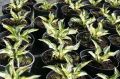 Funkia - Hosta FIRE AND ICE