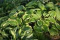 Funkia - Hosta FRANCES WILLIAMS