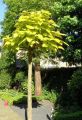 Catalpa kulista AUREA