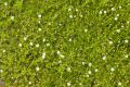 Karmnik ościsty Lime Moss
