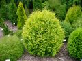 Thuja GLOBOSA AUREA