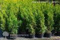 Thuja SZMARAGD