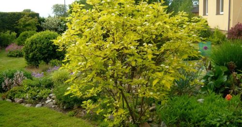 Drevina biela AUREA
