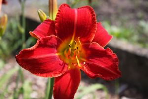 Liliovník záhradný CRIMSON GLORY