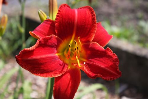 Liliovník záhradný CRIMSON GLORY