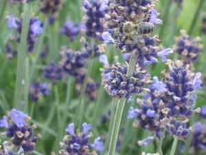 Levanduľa úzkolistá AROMATICO BLUE LA BLUSA
