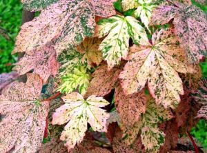 Javor horský ESK SUNSET - 160 cm