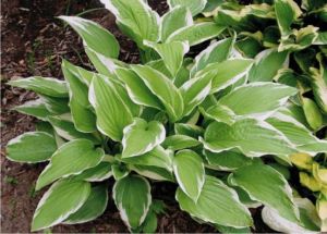 Hosta SHOGUN