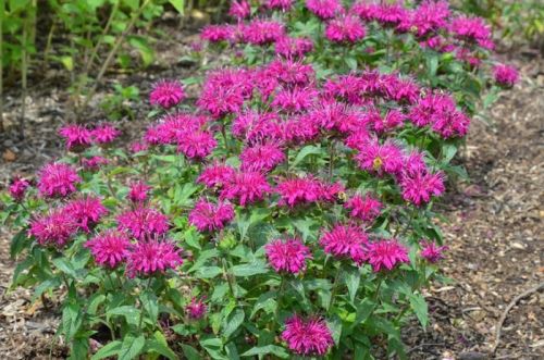 Monarda dvojitá BALMY ROSE