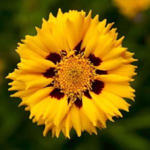 Krásnoočko veľkokveté ANDIAMO YELLOW