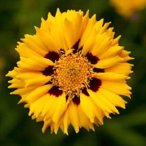 Krásnoočko veľkokveté ANDIAMO YELLOW