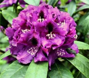Rododendron PURPLE SPLENDOR