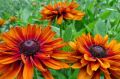 Rudbekia Owłosiona CHEROKEE SUNSET