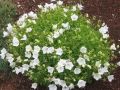 Dzwonek Karpacki PEARL WHITE
